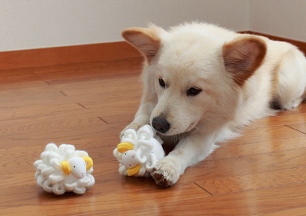 toy for dog